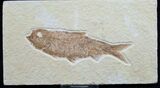 Knightia Fossil Fish - Wyoming #7593-1